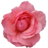 Flower Rose Wild Pink Transparent Image